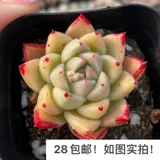 [Семь президента] Многофлезхий, кардинг, однополучаемые большие зимние облака Гибрид дю Ли тысячи штатов, есть темные узоры