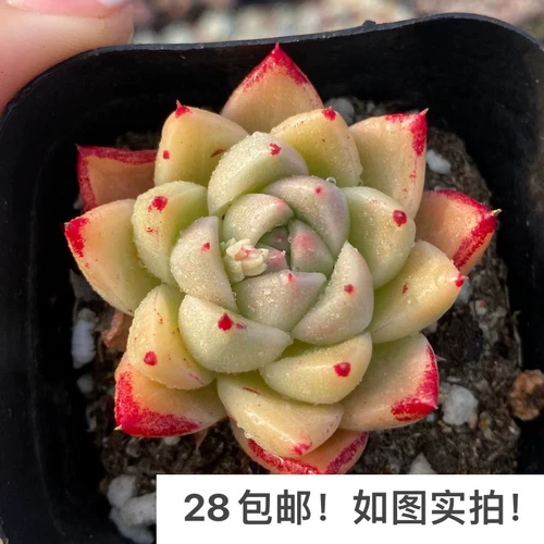 [Семь президента] Многофлезхий, кардинг, однополучаемые большие зимние облака Гибрид дю Ли тысячи штатов, есть темные узоры