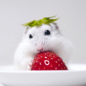 【Hamster's Little Shop】Valid Only Within the Month, Sold Only in the First 4 Days of the Month