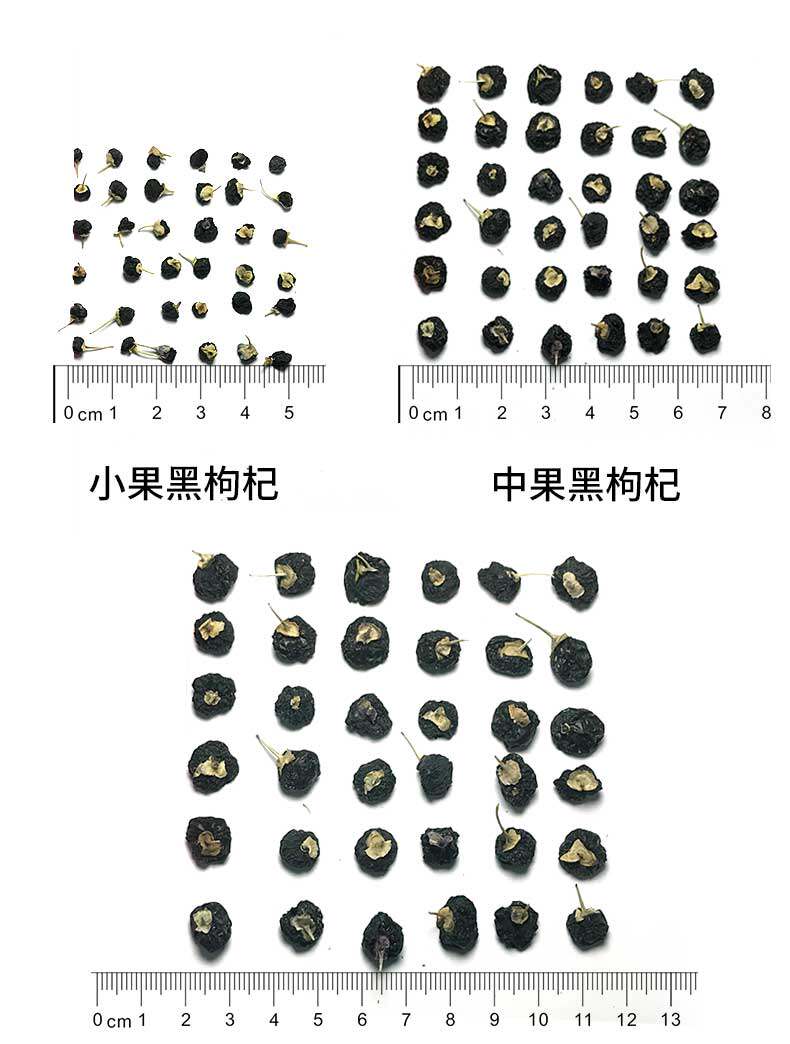 Black Wolfberry_08.jpg