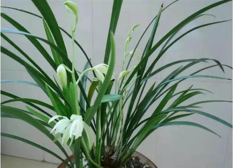 養蘭花品種不好選 推薦這5種國蘭 淘寶海外