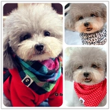 Специальное предложение с собакой Тедди Баррин Шерри Одежда