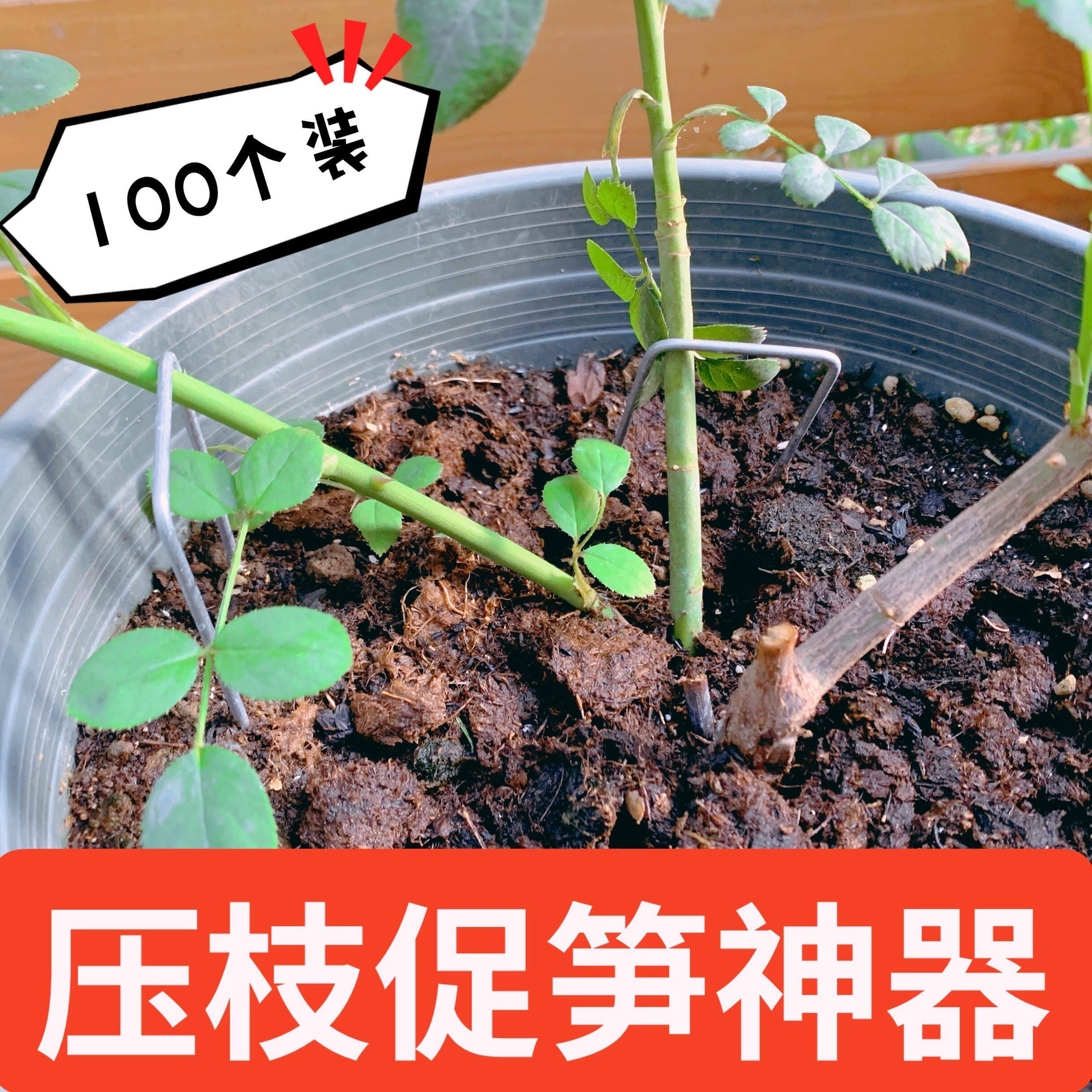Chinese rose flower bend branch branch open angle pressure branch device small seedling pull branch stereotype artifact broken branch artifact take bending pressure branch wire