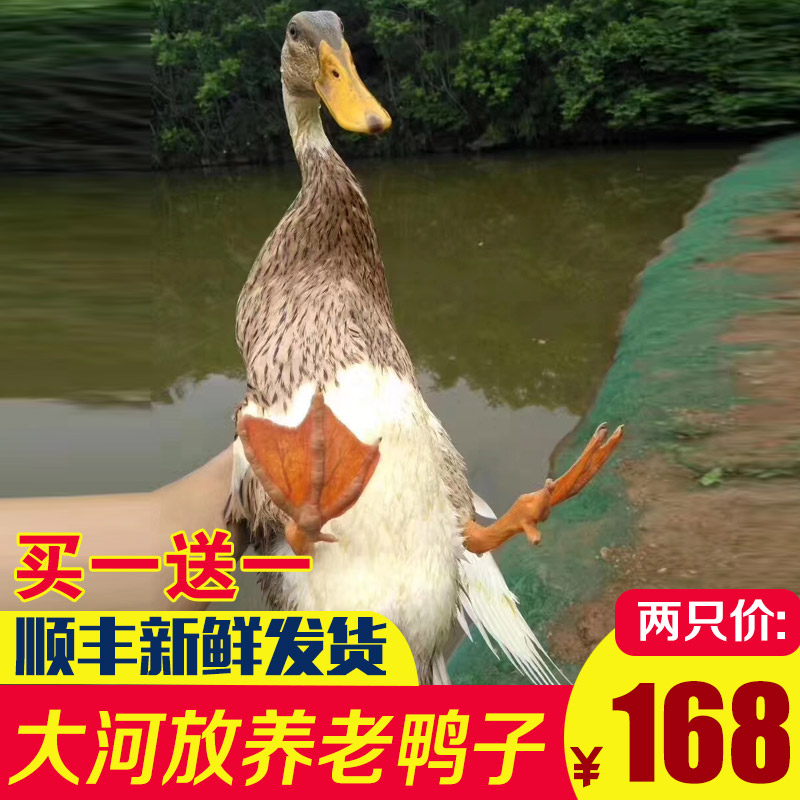 Old duck earth duck 3-year-old duck farm free-range earth duck hemp duck Fresh duck meat live now kill old water duck