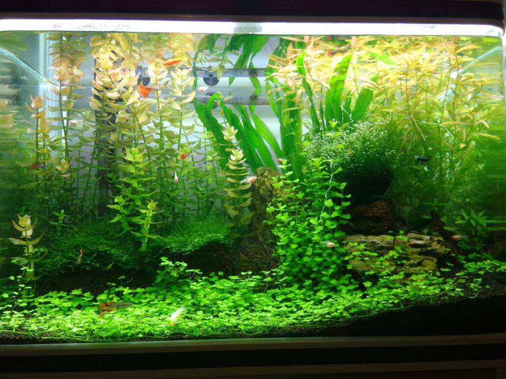 新手怎麼選水草 淘寶海外