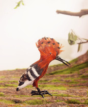 Simulation animal simulation bird feather simulation bird teaching model specimen toy ornaments photography props