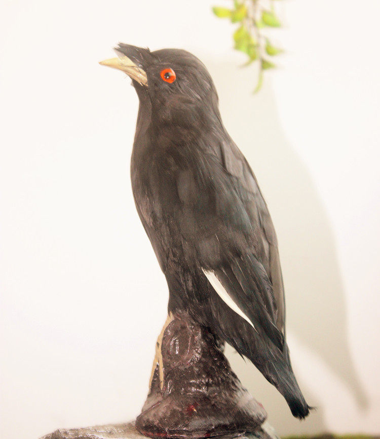 Animal model simulation of the eight brother Magpie Huang Feather Feather Birds Textbook Toy