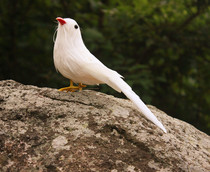 Animal model simulation lark Magpie color bird feather bird photography teaching props toy