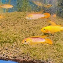 South American Short Snapper Flame Akash