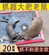 20 Mouse stickers super strong sticky mouse plate catch big mouse clip catch rat killing glue stick home mouse artifact cage