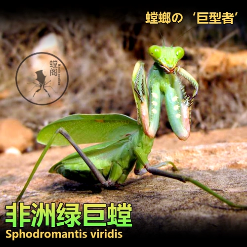 Бесплатная доставка африканский зеленый гигант Mantis Sv Mantis Living Pet African Green Giant насекомые живые домашние животные насекомые сумасшедшие домашние животные