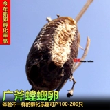 Бесплатная доставка китайский большой нож Большой нож Молитва яйца богомола молитва Яйцо для семян