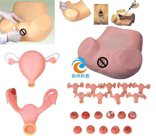 高级妇科检查模型宫颈计划生育女性妇产科训练模具子宫放环取环