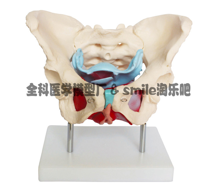 女性骨盆及盆底肌肉模型人体盆骨附带模具分娩解剖教学假子宫标本
