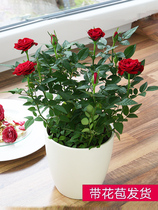 Rose Blossom Sapling Fry All Season Variety Easy to live with flower bud flowering indoor plant Miao Splendid Potted Planting Seedlings