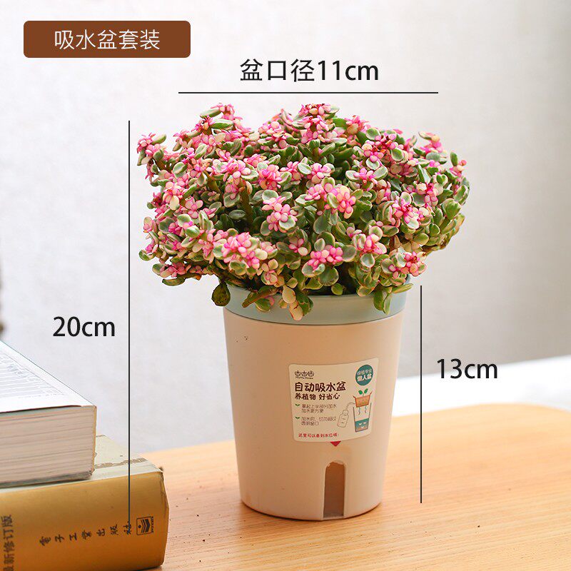 Tree Planting Festival Gift Small Potted Green Plant Multi Meat Office Small Gift Giving Teacher Bestie With Basin To Send Friend Classmates