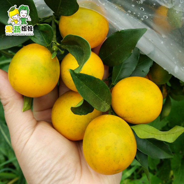 果蔬姐妹 广西融安滑皮金桔 5斤约225~240颗 优惠券折后¥29.9包邮(¥34.9-5)