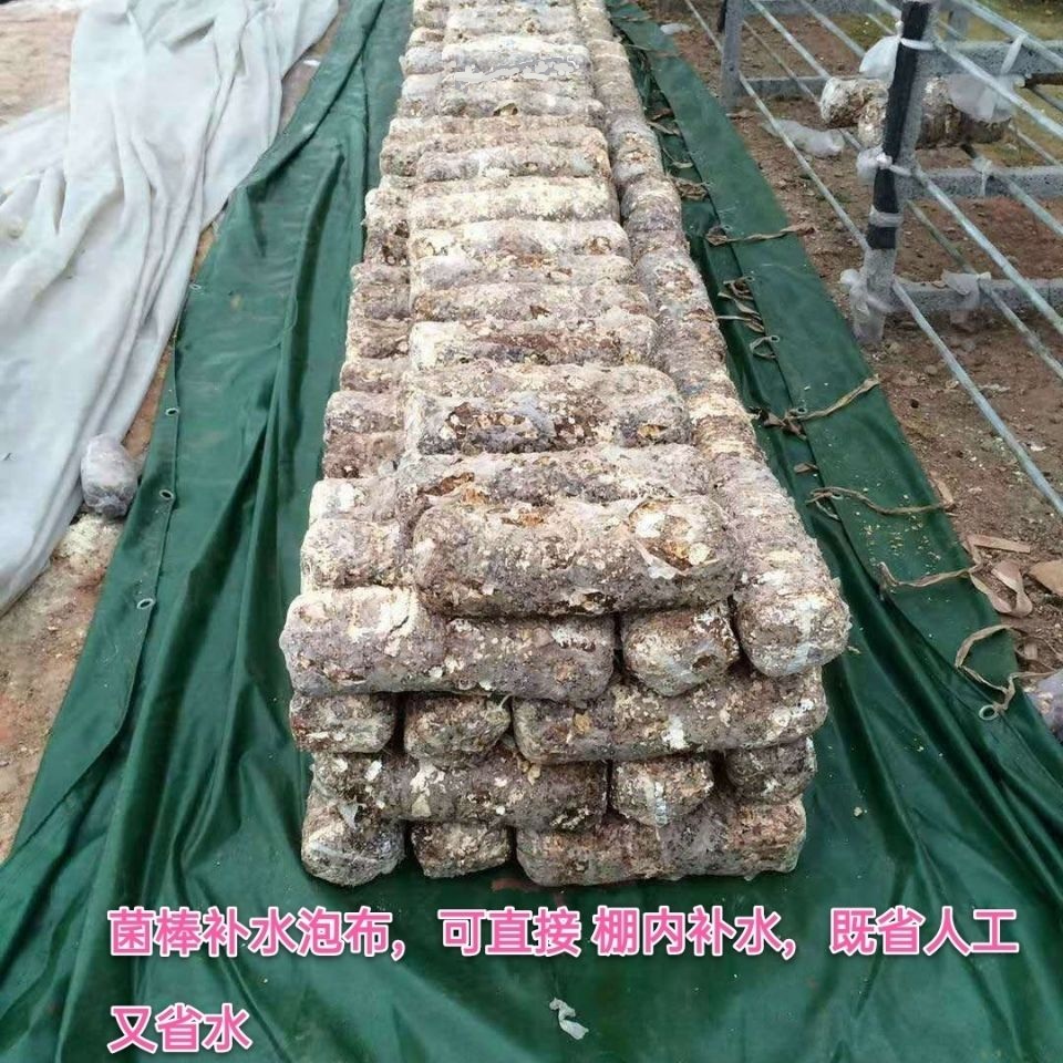 Edible mushroom Stick Bubble water cloth Moisturizing Bubble Cloth mushrooms Oyster Mushroom Shed with Soak Up and Moisturizing Plus Nutritional Oil Cloth