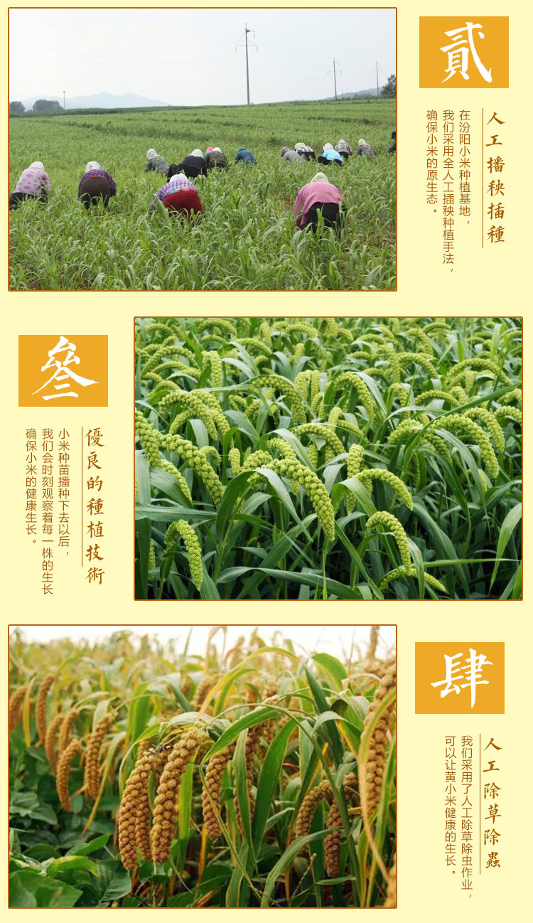 汾州香 21新米 山西汾州黄小米 5斤 熬出的米油称代参汤 图13