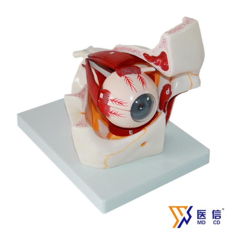 医用人体眼球模型眼模型感觉器官模型眼球与眼眶模型眼放大解剖模