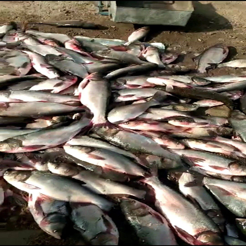 High-quality white wire 1 5 meters 2 meters 3 meters high 100 meters long new fishing net fishing net sticky net three-layer fishing wire mesh floating net