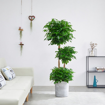 Housewarming new house potted big happy tree plant indoor green planting new home gift living room gift housewarming big tree