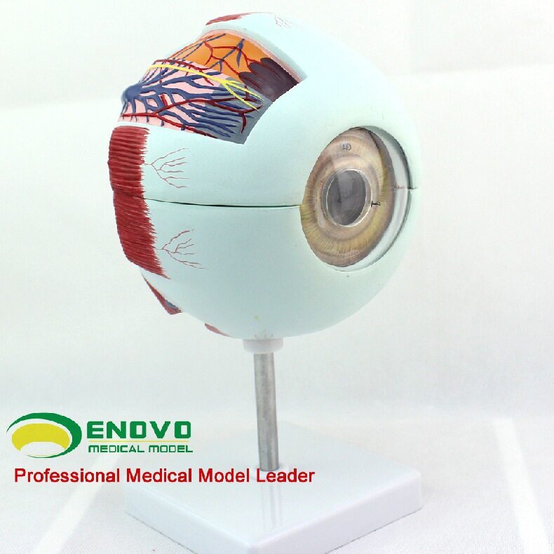 颐诺人体眼球解剖模型 眼球模型眼睛解剖学 感觉器五官科眼科模型