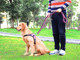 Dog leash harness vest style dog chain medium and large dog golden retriever Labrador dog walking rope P chain