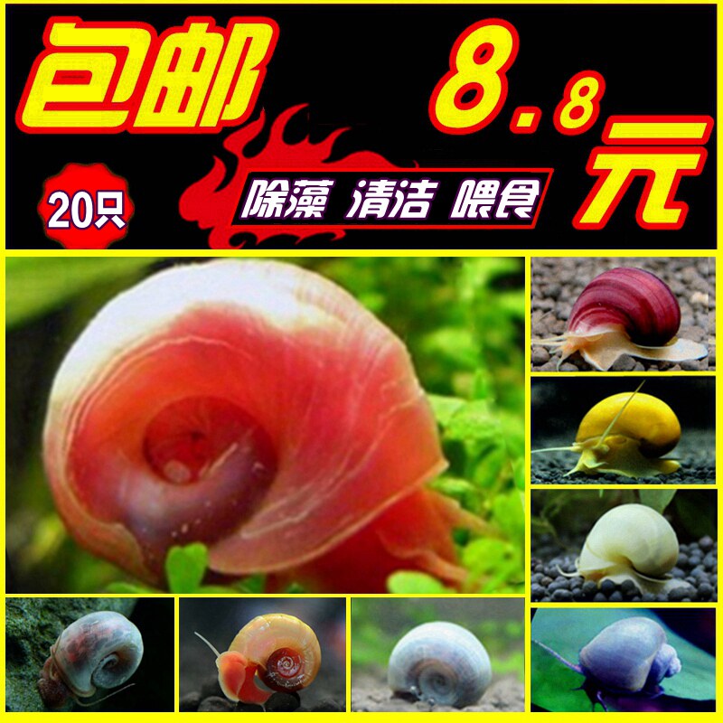 Apple snail ornamental snail living snail pet snail algae removal snail fish tank cleaning tool snail mysterious snail freshwater breeding
