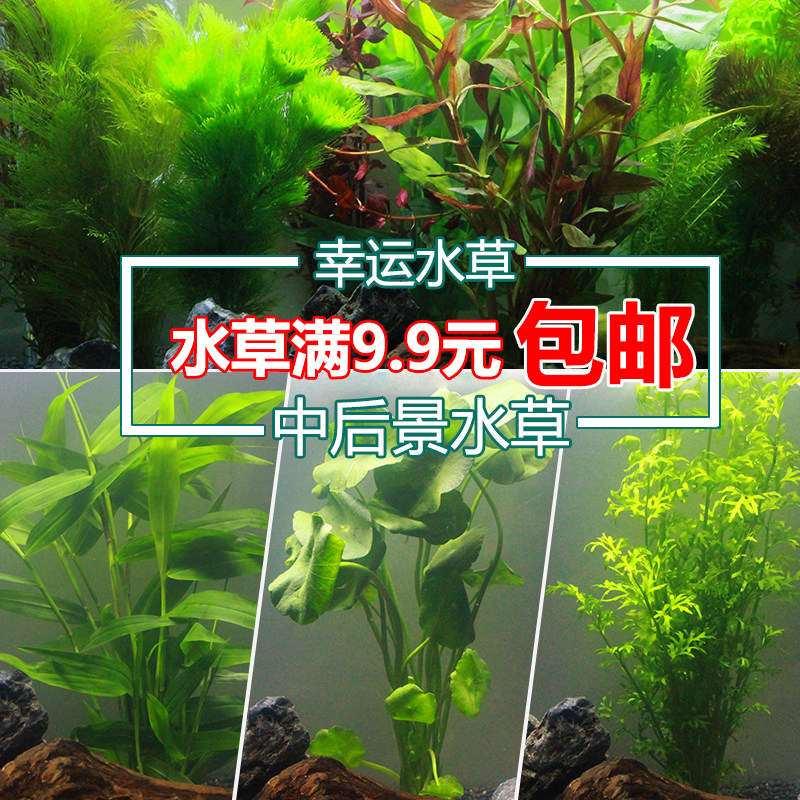 Aquatic building view fish tank Decorative Real Water Grass Package Living Green Chrysanthemum Water Bamboo palace Freshwater Plant rear view Water Grass