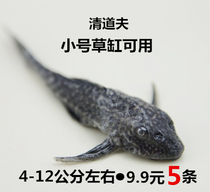 Scavenger fish live fresh water cold book Fish grass tank tank cleaners eat fish excrement algae waste residue feed