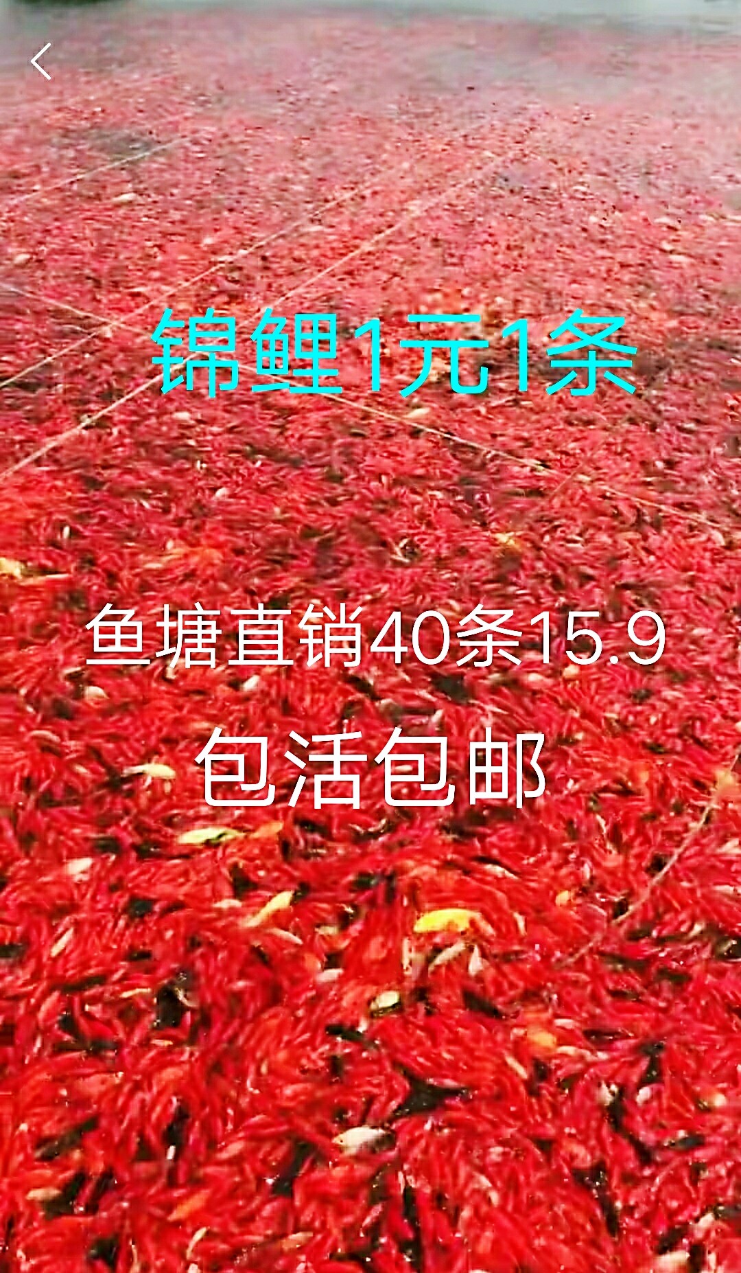 Live brocade carp live cold water fish ornamental fish live fish resistant to live brocade carp miao red grass carp grass gold