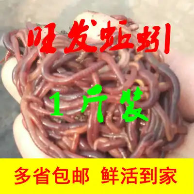 Hebei Cangzhou live red earthworm live bait Live wild fishing earthworm red earthworm fish food bait material wild fishing