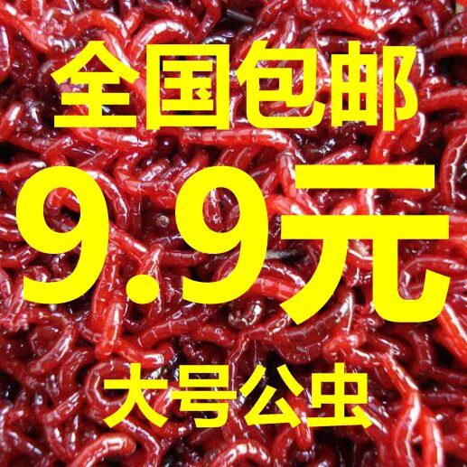 Black-headed fresh red worm live live bait male worm fishing bait extra large large trumpet pull bait Wang Jun earthworm