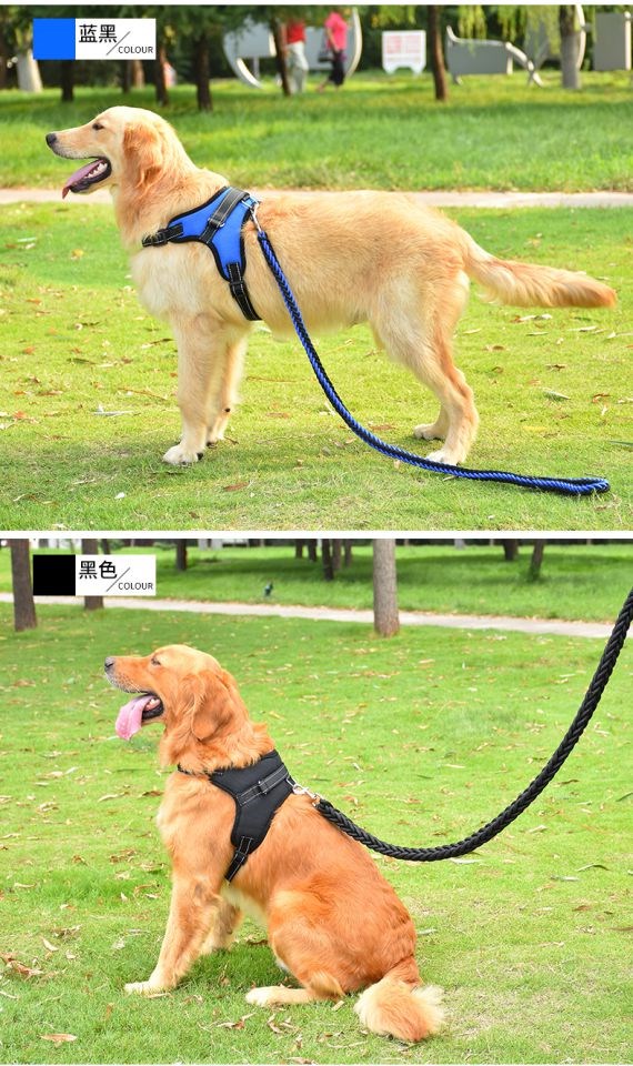 Dây xích chó Teddy Golden Mao Samoyed chuỗi chó con mèo và chó cần thiết hàng ngày 	bát đựng thức ăn cho chó	