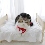 Кошка и собака Рождественская звезда Звезда рождественская елка питомец