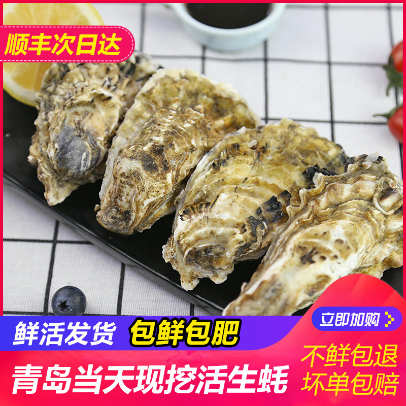 Raw oysters ready-to-eat live wild oysters sea oysters Qingdao Fresh seafood Aquatic Meat Shellfish Barbecue on the day Shunfeng