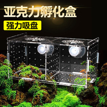 Cas de reproduction du paon acrylique Cas de reproduction Hatching Case Fish Tank Isolated Box Spawning Fish Eggs Breeding Box Small Fish Incubators