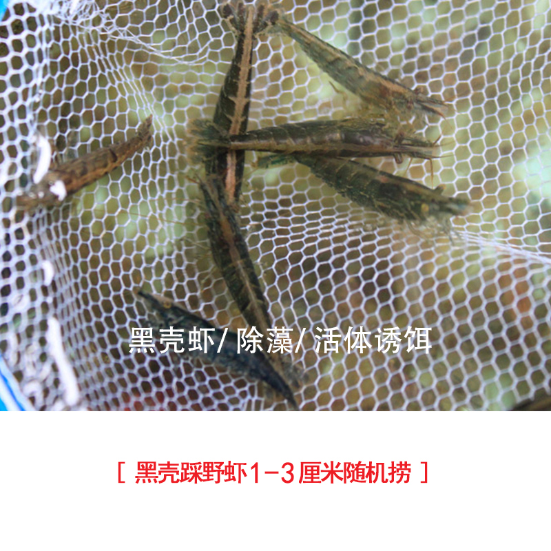 2025年选购黑壳虾:如何选到优质的鲜活观赏虾?