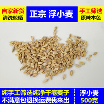 Floating Wheat Chinese Herbal Medicine Wheat Shriveled 500g Farmyard Bulk New Goods Authentic Dry Floating Wheat