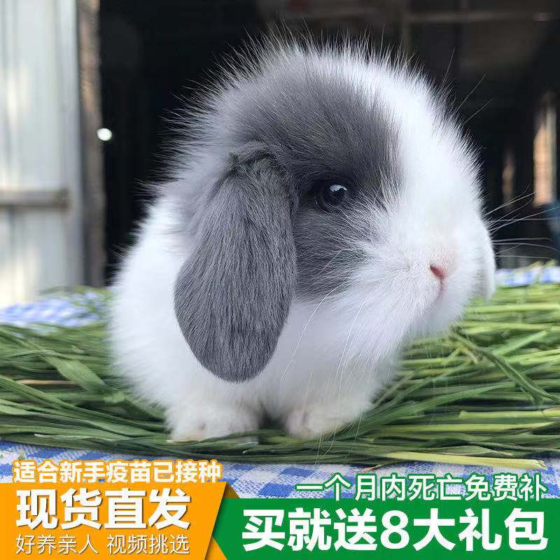 Pet Rabbit Live Holland Long Hair Drop Ear Rabbit Dwarf Small Mini Tea Cup White Rabbit Cover Face Cat Cat Live Nourishing