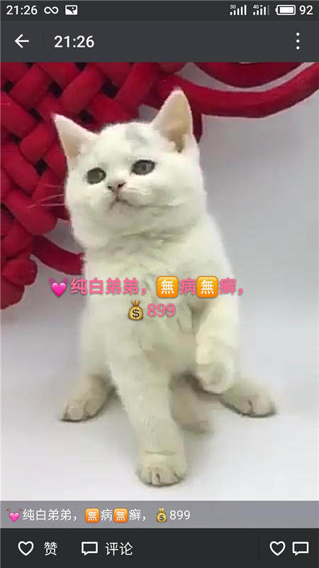 Другие 出售家养可爱粘人其它宠物品种齐全76