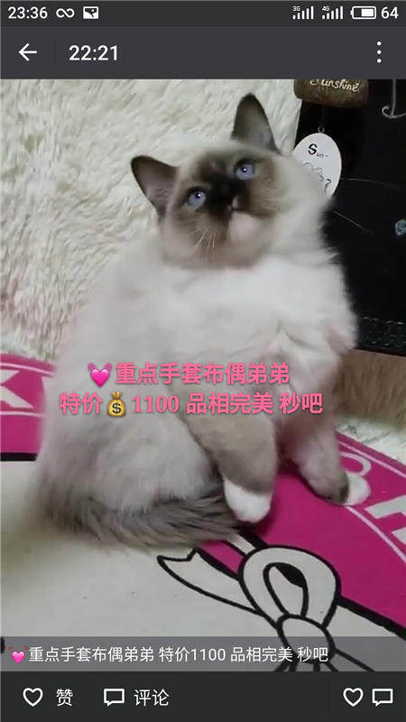 Другие 出售家养可爱粘人其它宠物品种齐全76