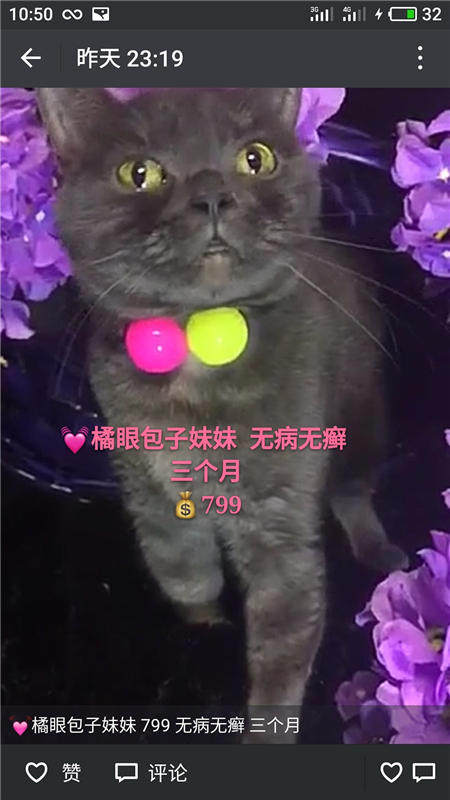 Другие 出售家养可爱粘人其它宠物品种齐全76