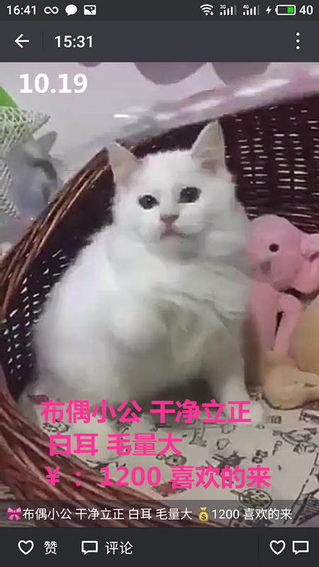 Другие 出售家养可爱粘人其它宠物品种齐全76