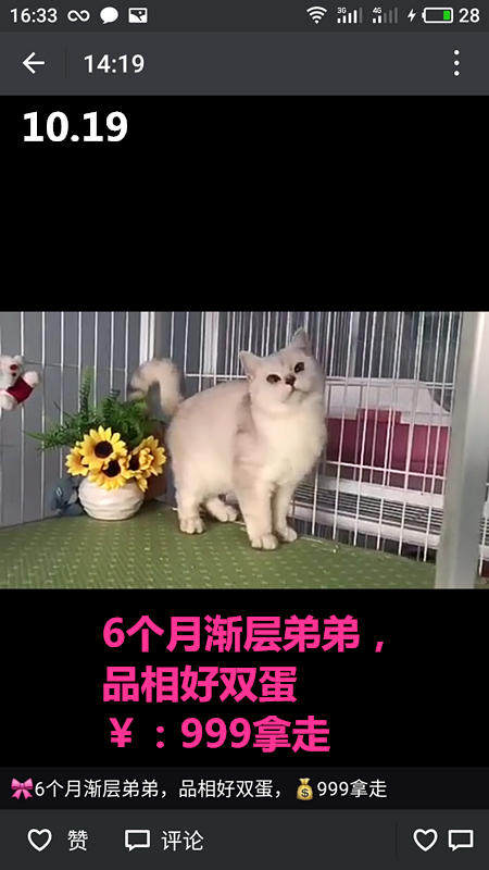 Другие 出售家养可爱粘人其它宠物品种齐全76