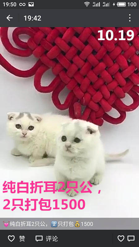 Другие 出售家养可爱粘人其它宠物品种齐全76