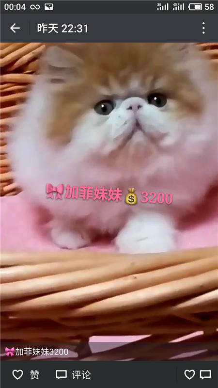 Другие 出售家养可爱粘人其它宠物品种齐全76