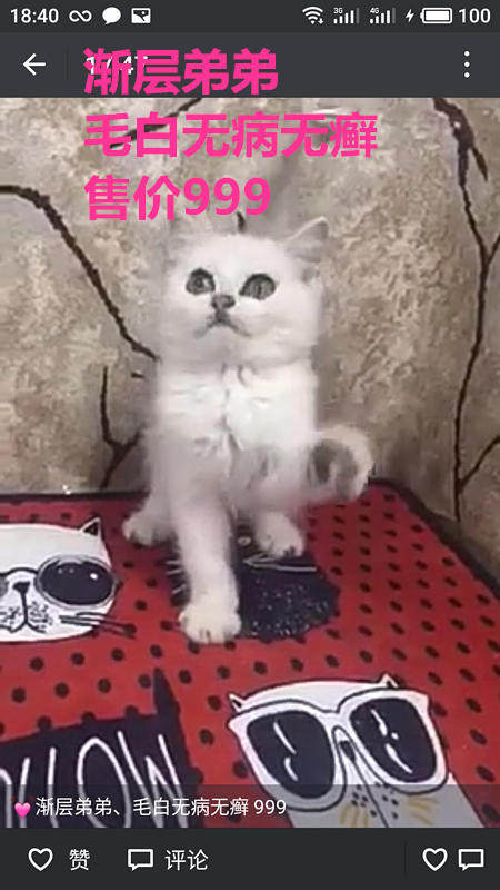 Другие 出售家养可爱粘人其它宠物品种齐全76