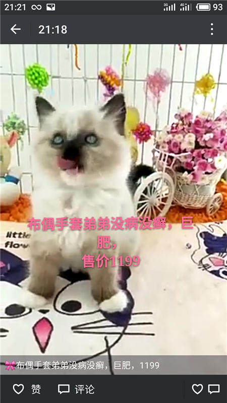 Другие 出售家养可爱粘人其它宠物品种齐全76